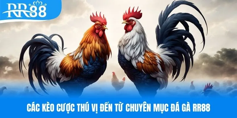 Các kèo cược đá gà RR88 cực hot 