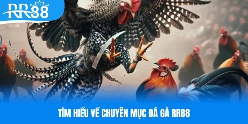 Tìm hiểu đôi nét về chuyên mục đá gà RR88 trực tuyến
